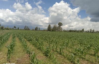 6 Acres Land for Sale Mwireri, Nanyuki | Ksh 1.5M per Acre (Negotiable)